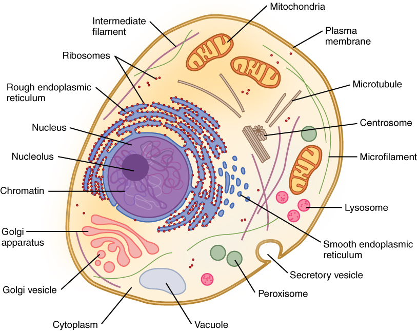Talking organelles: A riot of&nbsp;metaphors