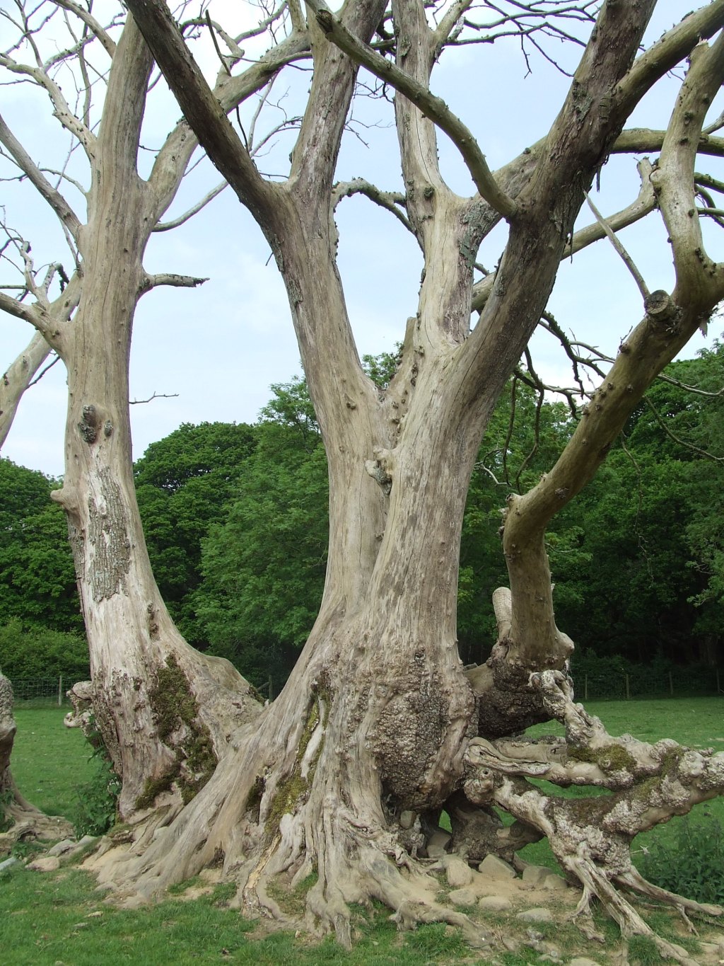 Ash dieback (Chalara), free trade, and the technocracy of&nbsp;biosecurity