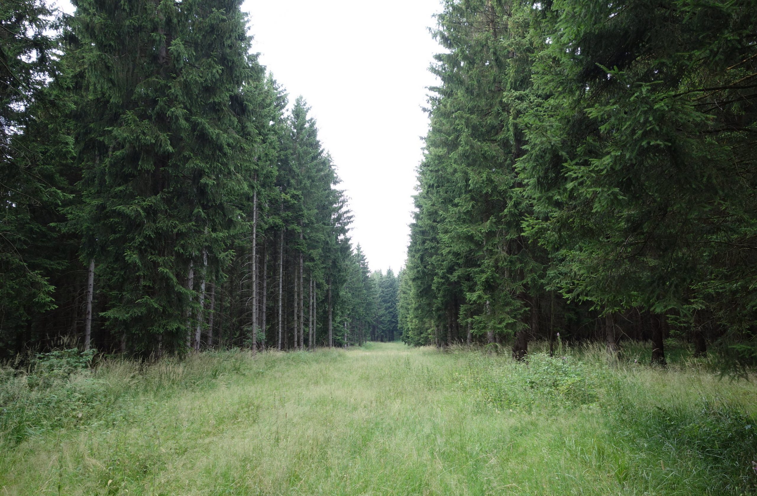 Firebreak