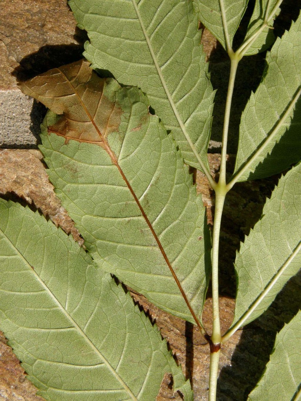 Ash dieback (Chalara), science, and plant&nbsp;biosecurity