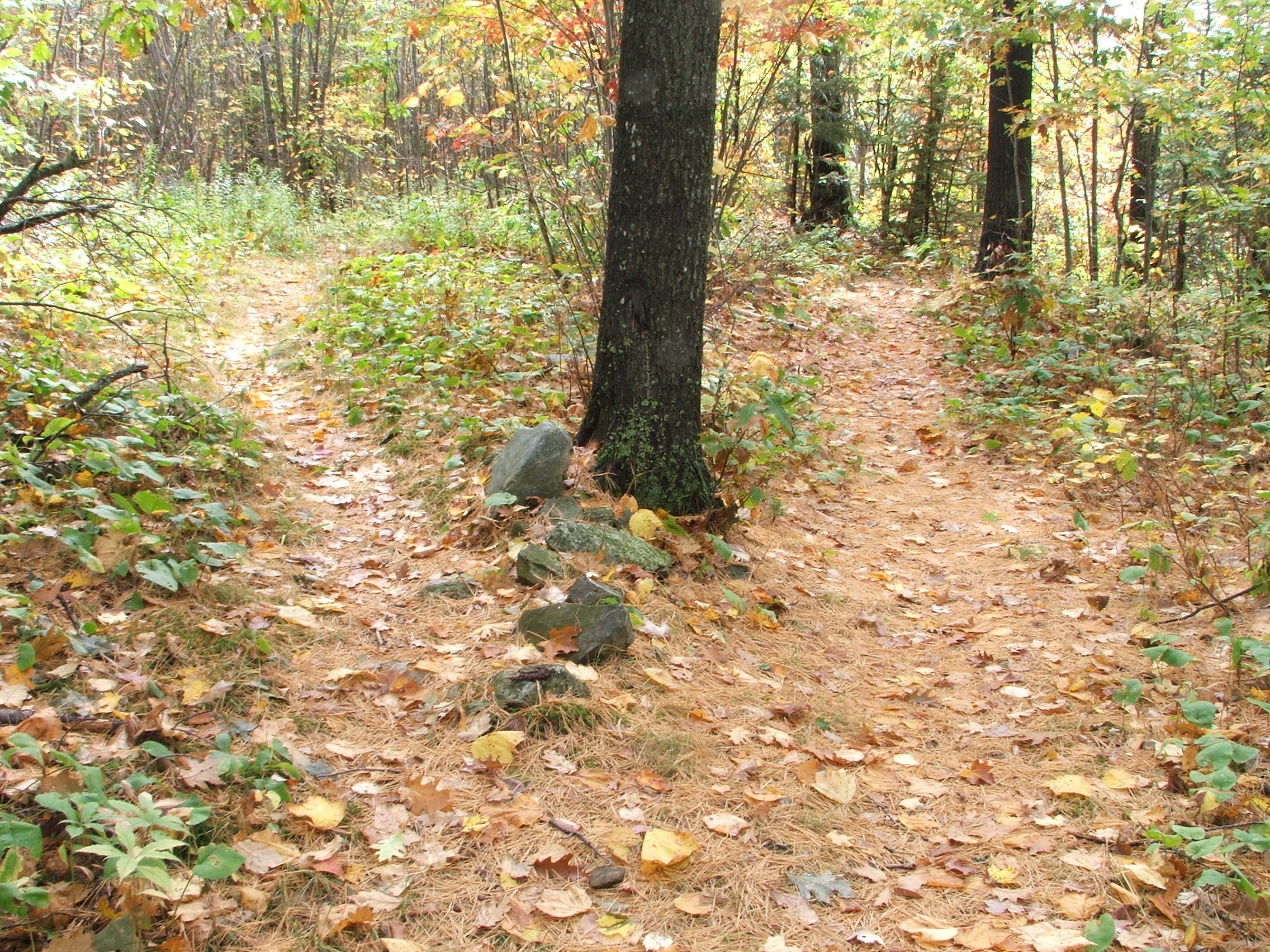 ‘Pathways’ in science and society