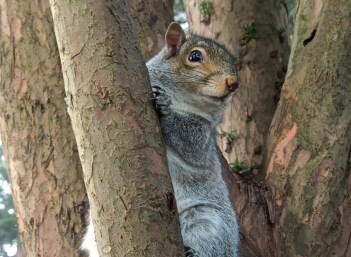 University squirrel. Photo taken by Brigitte at the beginning of the year.