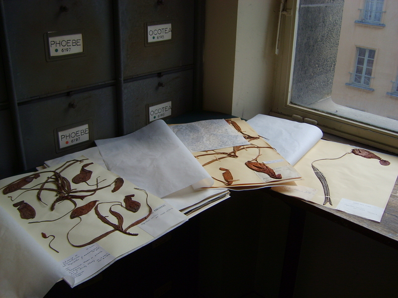 Making plants science: The role of herbaria and images in botany
