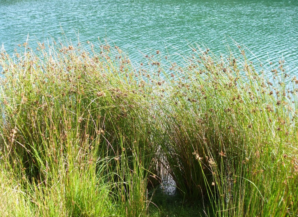 Communicating climate change on the right&nbsp;(report)