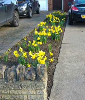 Daffodils in Wollaton