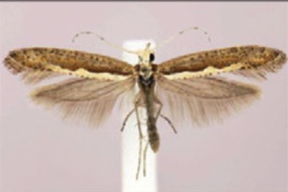Diamondback Moth (Wikimedia commons)