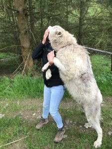 Kate, embraced by a giant wolf who has his paws round her neck and licks her head