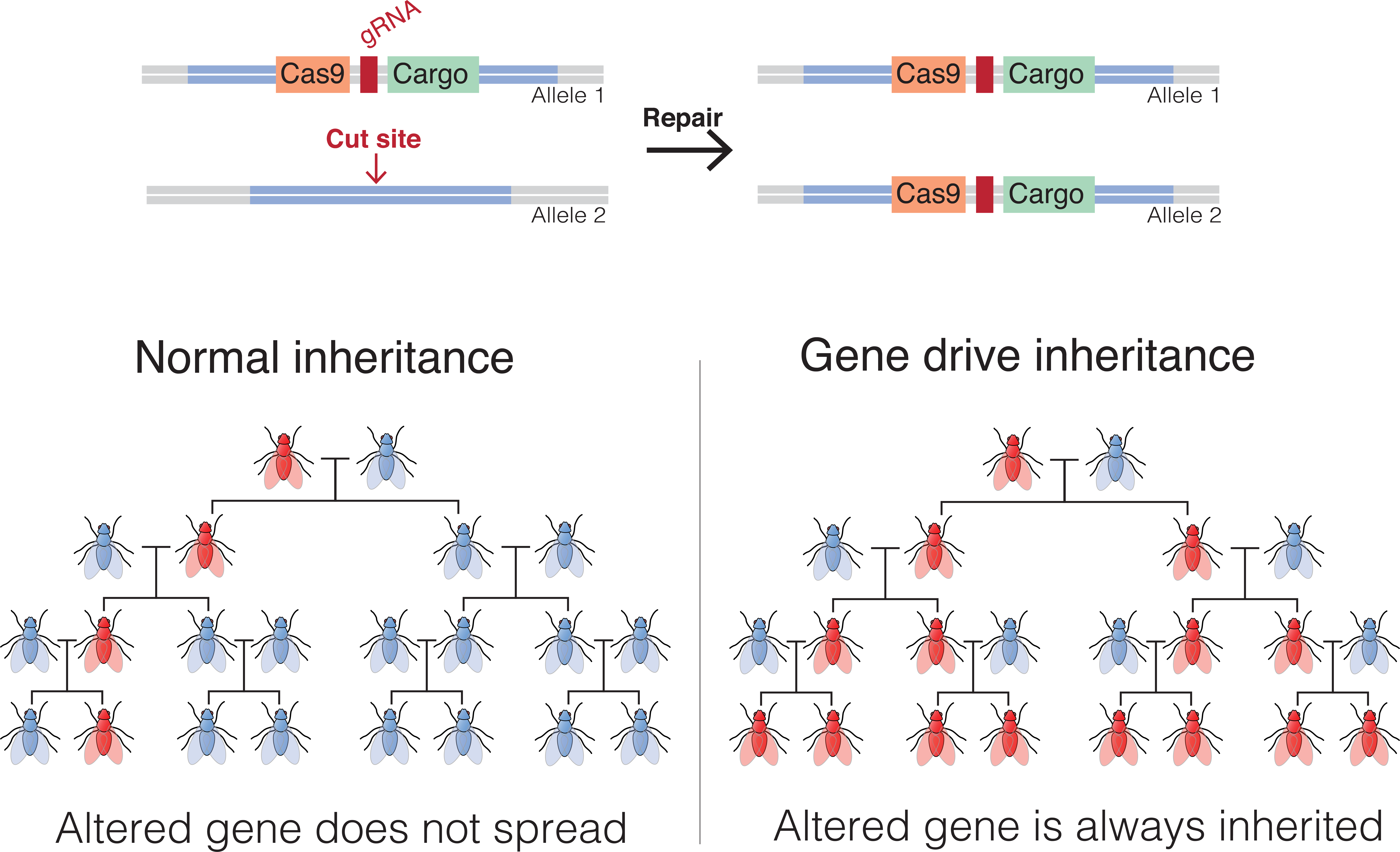 Gene drive communication: Obstacles and opportunities