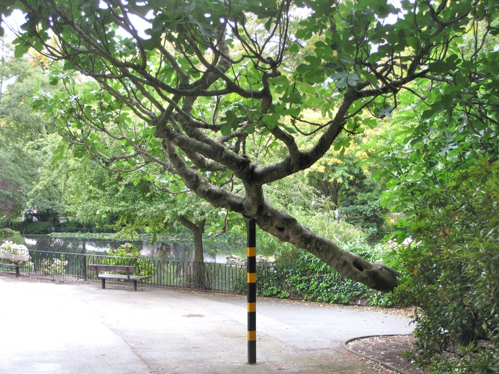 Metaphor, image and now visualisation: Darwin’s tree of&nbsp;life