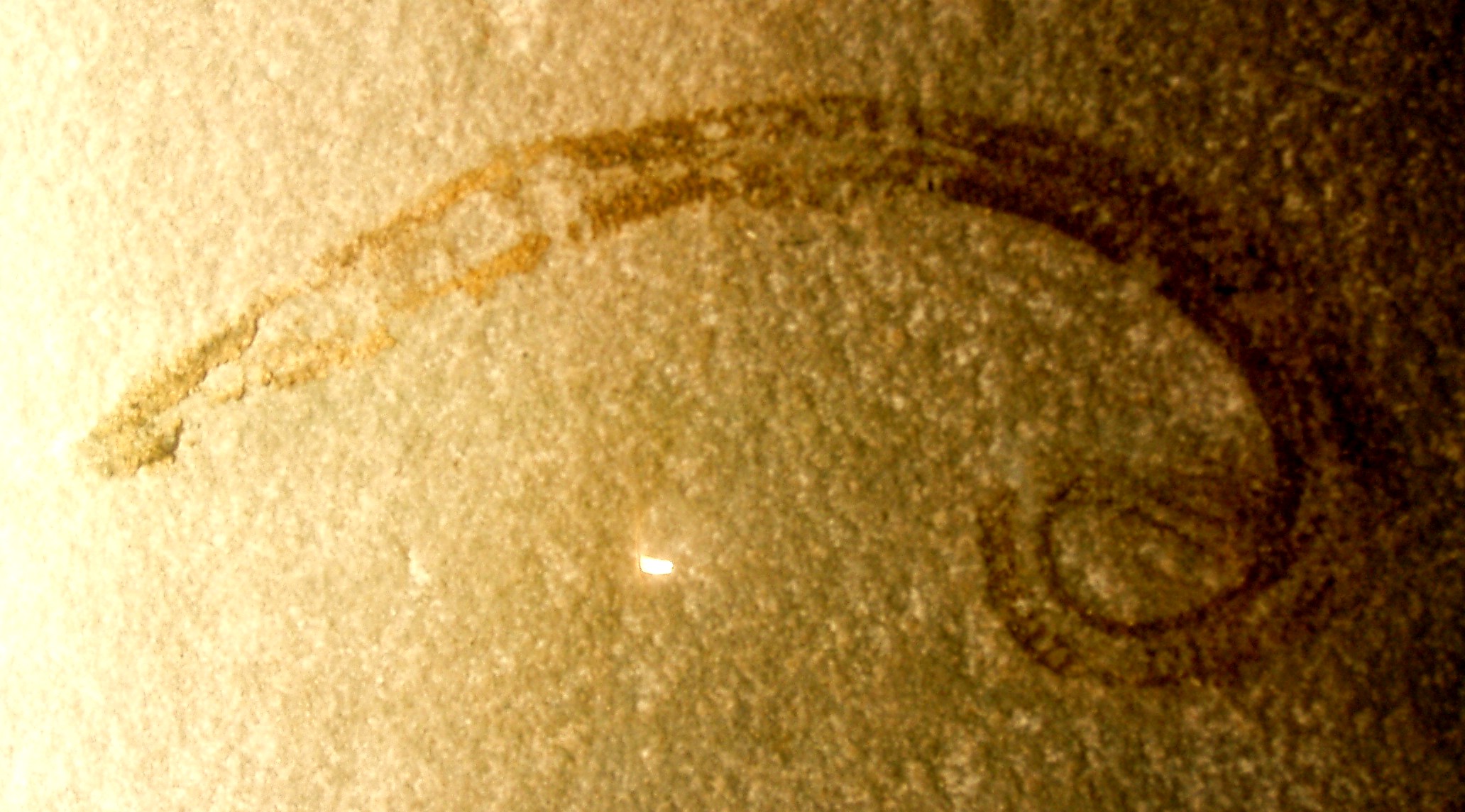 A worm’s eye-view of science (communication)