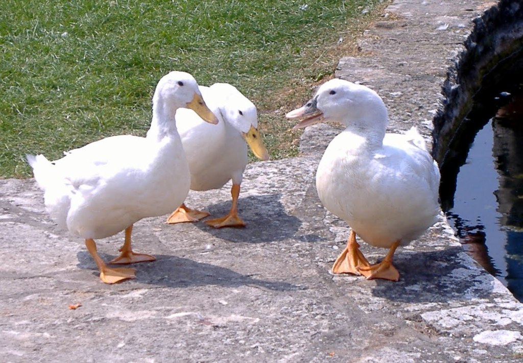 three ducks chatting