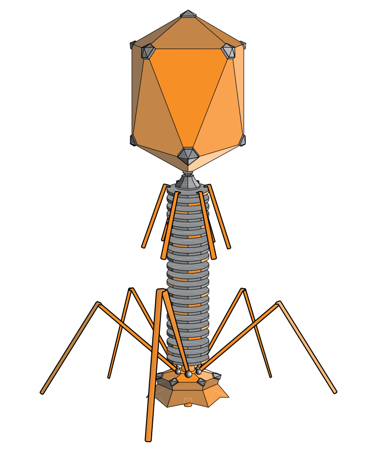 Phage and fiction