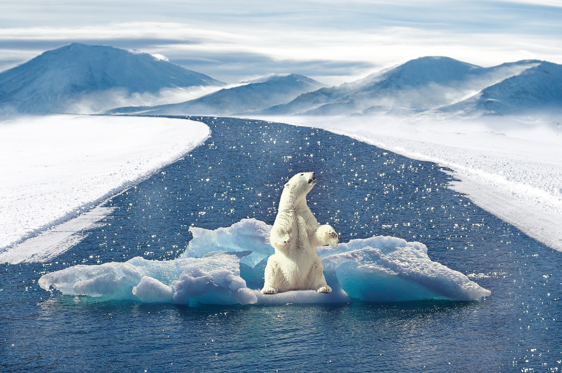 It’s an icon, it’s a symbol: It’s a polar bear!?