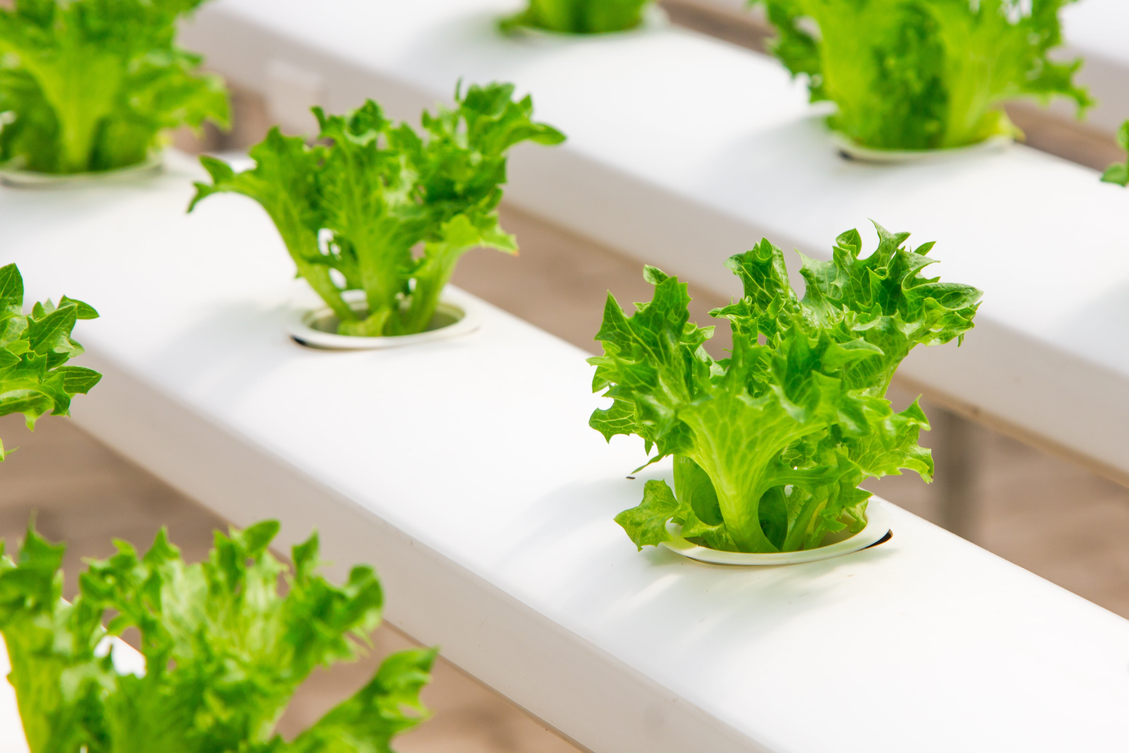 AI veganism: A new dietary metaphor for a new type of discourse