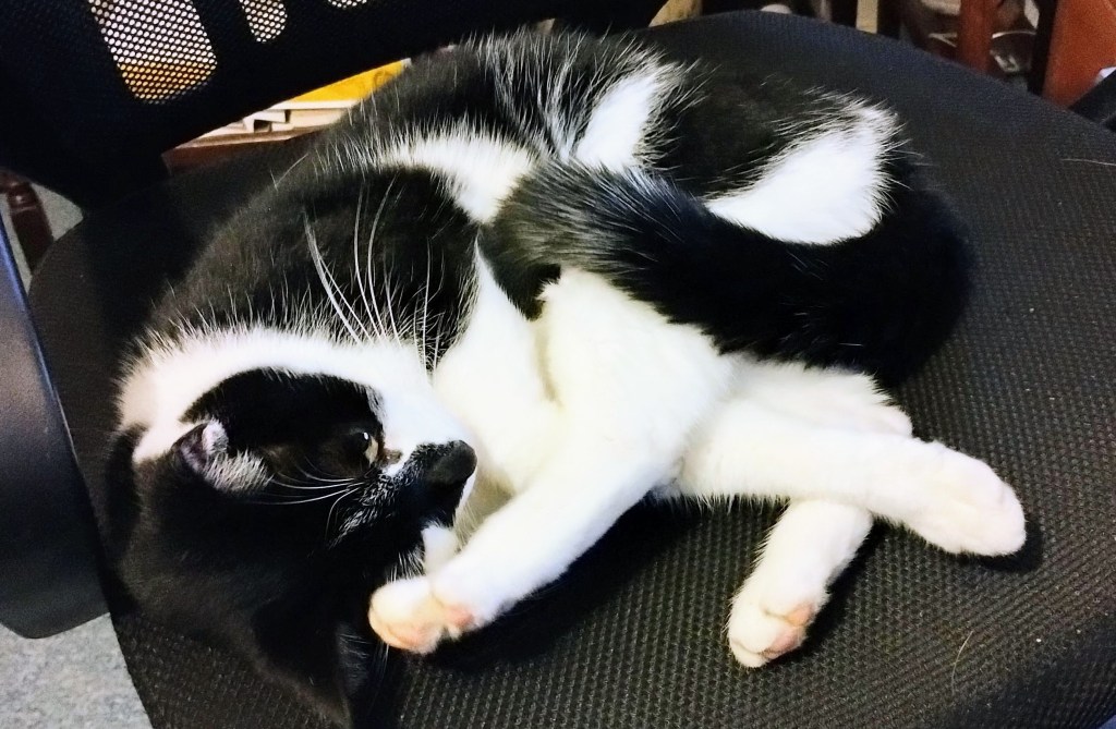 Black and white cat curled up on itself on black chair