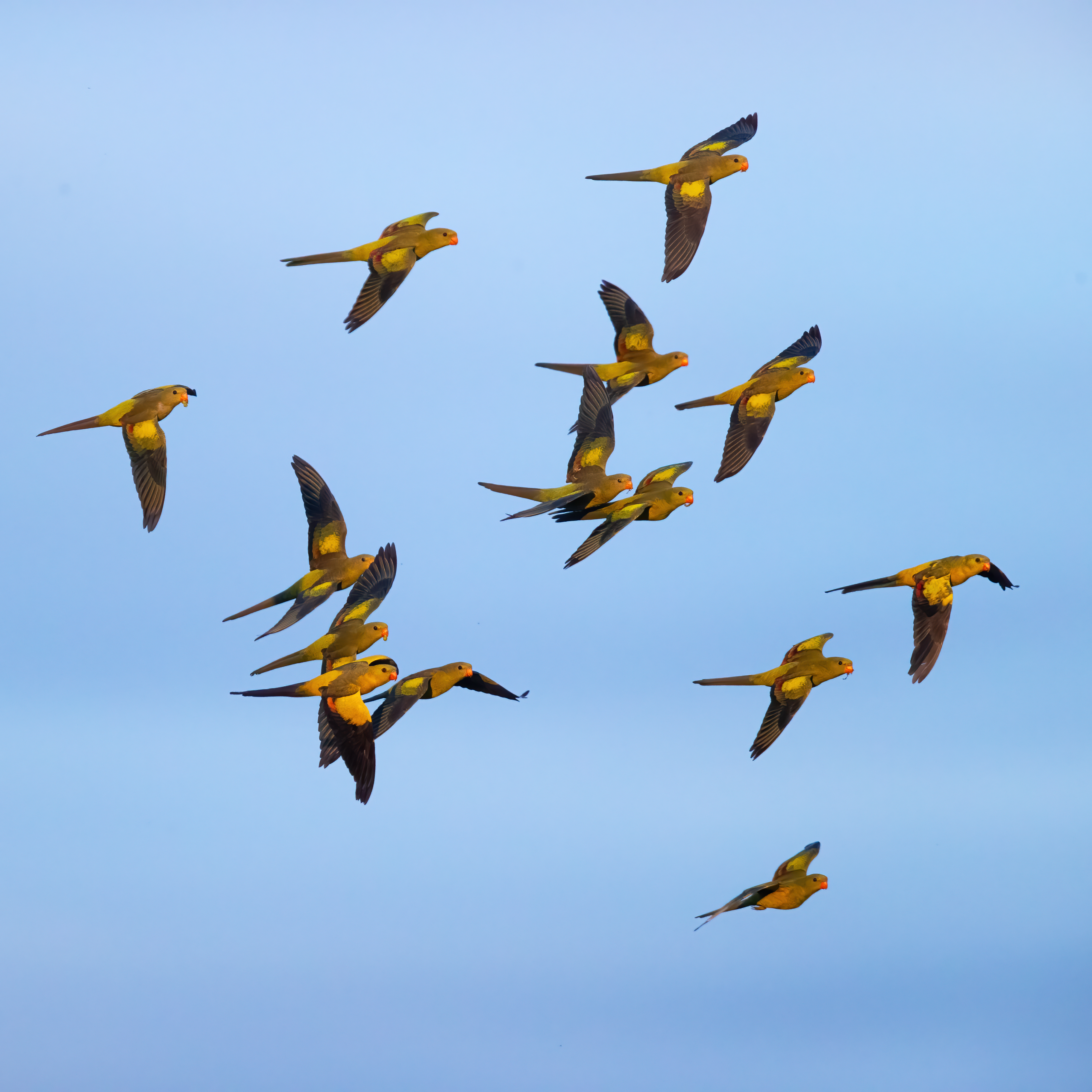 Stochastic flock: A new AI metaphor